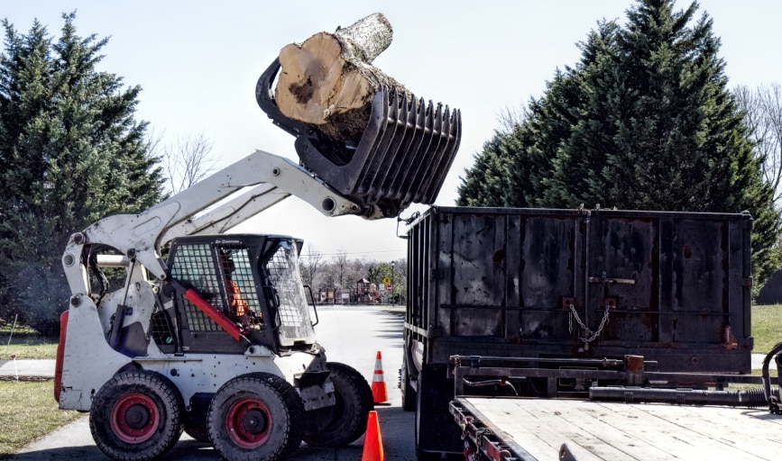 Tree Removal